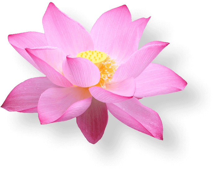 lotus